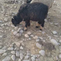 بره