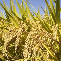 چلتوک قهدریجان تازه و تمیز