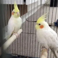 دو عدد عروس هلندی لوتینو|پرنده|تاکستان, |دیوار