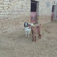 بزغاله بز میش بره|حیوانات مزرعه|سردرود, |دیوار