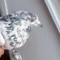 کبوتر پیدا شده