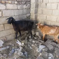 دوعدد بز جوان