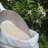 برنج هاشمی