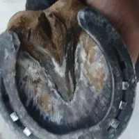 نعلبندی اسب .