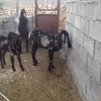 بز بندری کهره دار
