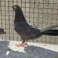 کفتر کبوتر|پرنده|مرودشت, فرهنگ|دیوار