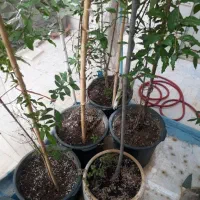تعداد۲۰ عدد درخت انار|گل و گیاه طبیعی|تهران, شهرک آزادی|دیوار
