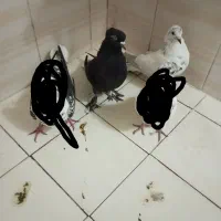 ویپ کبوتر150