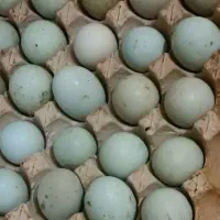 تخم نطفه دار مرغ اراکانا آبی و تخم مرغ محلی نیمچه