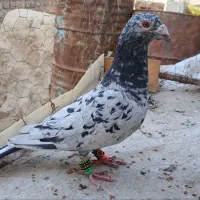 نرسار