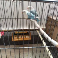 یک جفت کوتوله