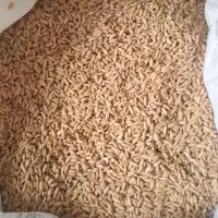 گندم ۲ تن  دارم شهرستان هست هر کسی بخاست میارم