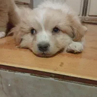 ۲ تا توله دو ماهه ویک سگ بالغ اشپیتز