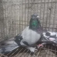 کبوتر آس