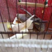 عروس هلندی نروماده سفید فنج|پرنده|اردبیل, |دیوار