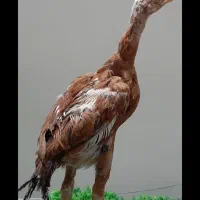 مرغ آمریکایی و تخم نطفه دار و جوجه لاری و ارولوف|حیوانات مزرعه|مشهد, سجاد شهر|دیوار