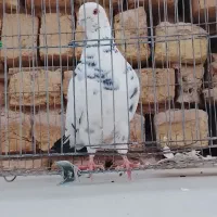کفتر مست نر
