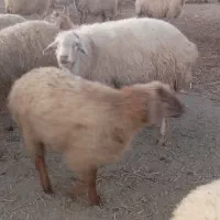 قوچ موغانی|حیوانات مزرعه|شیروان (خراسان), |دیوار