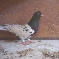 کفتر