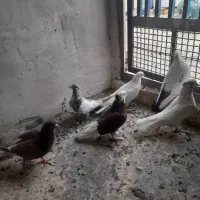 کبوتر|پرنده|آران و بیدگل, |دیوار