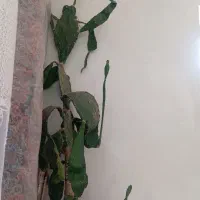کاکتوس