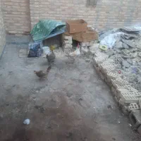 مرغ و خروس|حیوانات مزرعه|اهواز, کوی علوی|دیوار