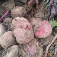 چغندرلبو|عمده‌فروشی|دشتابی, |دیوار