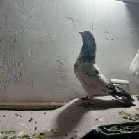 کفتر پرشی غریبگی|پرنده|گلستان (تهران), |دیوار