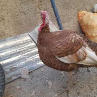 بوقلمون رسمی|حیوانات مزرعه|رباط‌کریم, الارد|دیوار