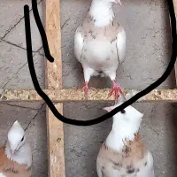 کبوتر طوقی .معاوضه با سهره