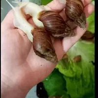 فروش خاویار حلزون