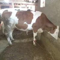 گاو هشتمین وسیمنتال مونت درجه یک