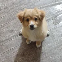 توله پاکوتاه کاملا خانگی و بدون سرصدا