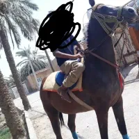 مادیون عرب کورسی یکسر وارداتی.|اسب و تجهیزات اسب‌سواری|شادگان, |دیوار