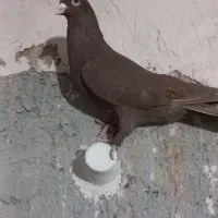 گرفتنی میزون|پرنده|نیشابور, پاستور|دیوار