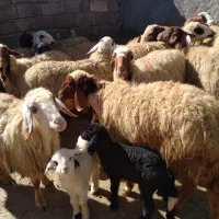 گوسفند میش و بره|حیوانات مزرعه|کرمانشاه, |دیوار