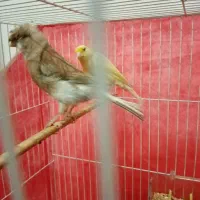 قناری نر و ماده