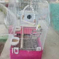 عروس هلندی