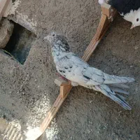 سرور بهبونی|پرنده|شیراز, سیاه سنگ|دیوار