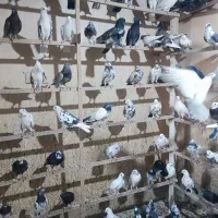 کفتر،کبوتر