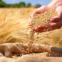 آردبومی سبوس دار کامل