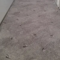 موکت نو طوسی فیلی ۳ متری با ۴ تا تا پادری