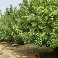 باغ-1000-متری-ابرکوه