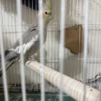 عروس هلندی ماده آماده