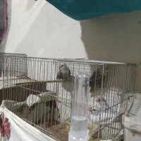 فروش یا معاوضه طوطی برزیلی