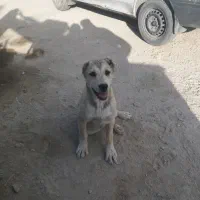 فروش سگ نگهبان پنج ماهه