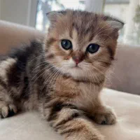 فروش گربه اسکاتیش دبل فولد|گربه|آمل, |دیوار