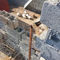 خرگوش|موش و خرگوش|کرمانشاه, |دیوار