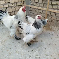 برهما مرغ وخروس