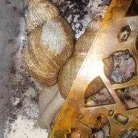 ۴ عدد حلزون طبی مناسب جوانسازی و باکس چوبی|خزنده|مهریز, |دیوار